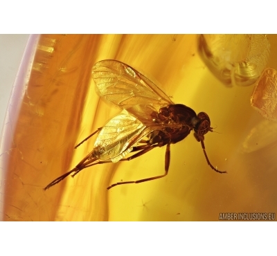 Big Snipe Fly, Rhagionidae. Fossil insect in Big Baltic amber stone #6981