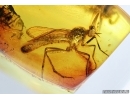 Rare, Big Stiletto Fly Therevidae with Mites Acai. Fossil insects in Baltic amber #6982