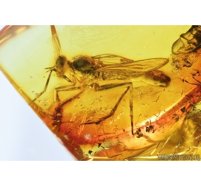 Rare, Big Stiletto Fly Therevidae with Mites Acai. Fossil insects in Baltic amber #6982