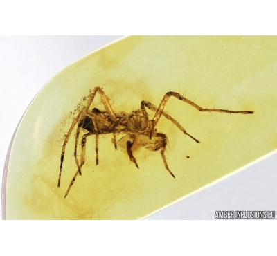 Spider, Araneae. Fossil inclusion in Baltic amber stone #6984