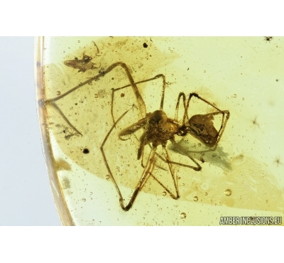 ARCHAEIDAE, PARADOXA, DAWN SPIDER. Fossil inclusion in Baltic amber #6985