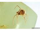 Spider, Araneae. Fossil inclusion in Baltic amber stone #6986
