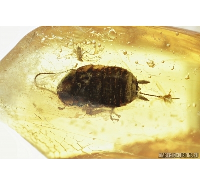 Blattaria, Cockroach and More. Fossil insects in Baltic amber #6988