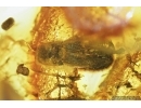 4 Click beetles, Elateroidea and More. Fossil inclusions in Baltic amber #6991