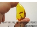 Nice plant. Fossil inclusion in Baltic amber #6994