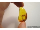 Nice plant. Fossil inclusion in Baltic amber #6994