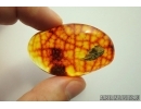 Nice plant Fragment. Fossil inclusion in Baltic amber #6997