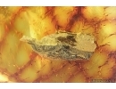 Nice plant Fragment. Fossil inclusion in Baltic amber #6997