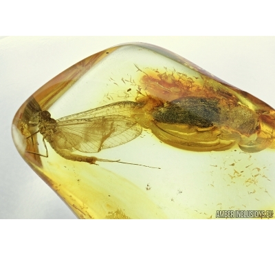 Click beetle Elateroidea with Mites and Mayfly, Ephemeroptera. Fossil inclusions in Baltic amber #7006