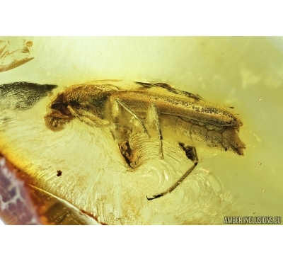 Longhorn beetle Cerambycidae: Spondylidinae: Nothorhina granulicollis. Fossil insect in Baltic amber #7014