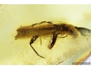 Longhorn beetle Cerambycidae: Spondylidinae: Nothorhina granulicollis. Fossil insect in Baltic amber #7014
