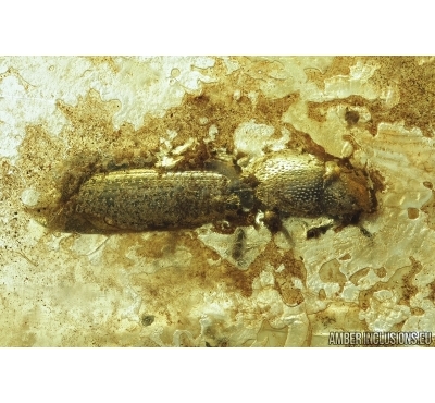 Rare Beetle, probably Monotomidae or Trogossitidae. Fossil insect in Baltic amber #7018