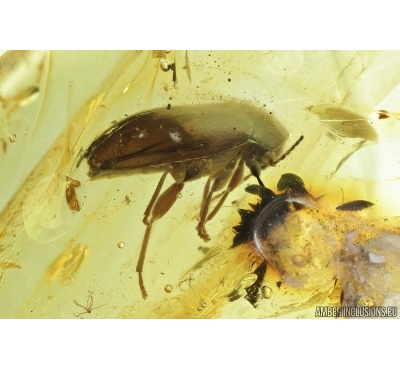Marsh Beetle, Scirtidae. Fossil insect in Baltic amber #7019