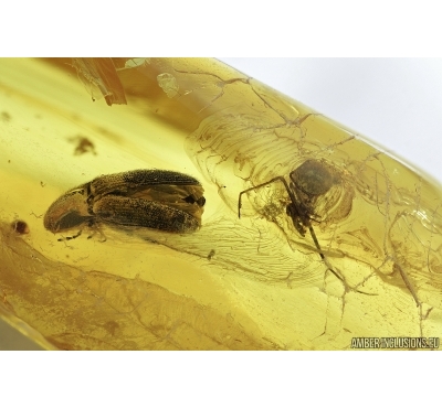Click beetle, Elateroidea and Two spiders , Aranea. Fossil inclusions in Baltic amber #7025