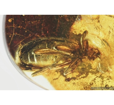 Darkling beetle, Tenebrionidae. Fossil insect in Baltic amber #7030