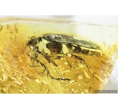 Rare Toe-Winged Beetle, Ptilodactylidae. Fossil insect in Baltic amber #7035