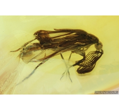  Rare Wedge-Shaped Parasitic Beetle Ripiphoridae. Fossil insect in Baltic amber #7036