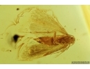 Nice Moth, Lepidoptera . Fossil insect in Baltic amber #7040