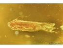 Nice Moth, Lepidoptera . Fossil insect in Baltic amber #7040