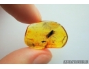 Lepidoptera, Moth. Fossil insect in Baltic amber #7041