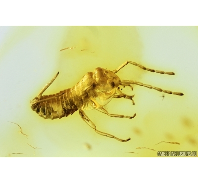 Rare Earwig, Dermaptera. Fossil insect in Baltic amber #7047