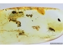 Spider, Ant and More. Fossil inclusions in Baltic amber #7051