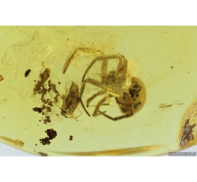 Action: Spider Araneae and Aphid Hemiptera in Spider Web! Fossil inclusions in Baltic amber #7052