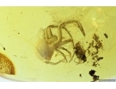Action: Spider Araneae and Aphid Hemiptera in Spider Web! Fossil inclusions in Baltic amber #7052