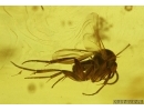  Three True Bugs Miridae, Spider and More. Fossil inclusions in Baltic amber #7055