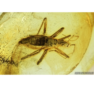 Rare Water Bug, Veliidae. Fossil insect in Baltic amber #7056