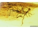 EXTREMELY RARE CROWN WASP, STEPHANIDAE. Fossil inclusion in Baltic amber #7061