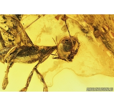 EXTREMELY RARE CROWN WASP, STEPHANIDAE. Fossil inclusion in Baltic amber #7061