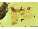 Unique Lacewing, Osmylidae, Protosmylinae. First example in amber! #7062