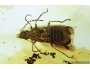 Rare Predacious Soldier Beetle, Cantharidae, Cacomorphocerus marki New genus, new spec #7072