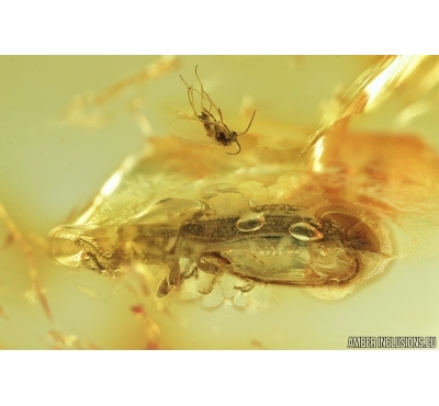 Darkling beetle, Tenebrionidae and Sciaridae, Dark-Winged fungus gnat. Fossil insects in Baltic amber #7075