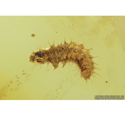 Beetle larva, Coleoptera. Fossil insect in Baltic amber #7080