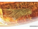 Click Beetle Elateroidea, Tumbling Flower Beetle Mordellidae and More. Fossil insects in Big Baltic amber stone #7084