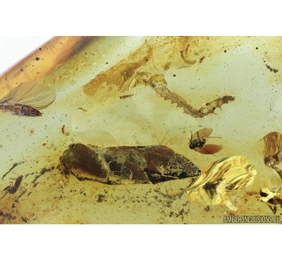 Caterpillar, Plant and More. Fossil inclusions in Baltic amber #7091