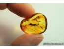 Caterpillar, Plant and More. Fossil inclusions in Baltic amber #7091