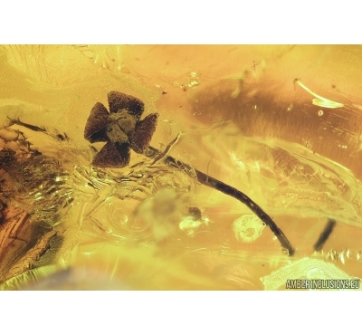 Nice Flower. Fossil inclusion in Baltic amber #7094