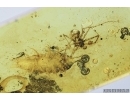 Isopoda, Woodlice and Spider. Fossil inclusions in Baltic amber #7102