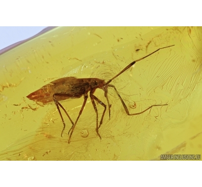 Big True Bug, Miridae. Fossil insect in Baltic amber #7105
