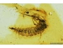 Very Rare Aquatic Lacewing larva, Neuroptera Osmylidae and Ants. Fossil insects in Baltic amber #7107