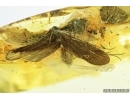 Caddisfly, Trichoptera with Many Mites! and Big Spider. Fossil inclusions in Baltic amber #7110