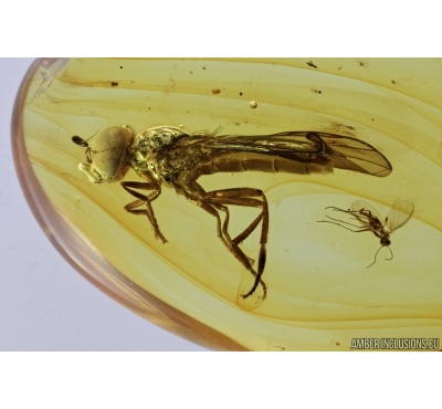 Hover Fly, Syrphidae. Fossil insect in Baltic amber #7116