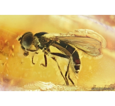 Hover Fly, Syrphidae. Fossil insect in Baltic amber #7117