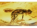Hover Fly, Syrphidae. Fossil insect in Baltic amber #7117