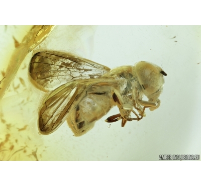Nice Hover Fly, Syrphidae. Fossil insect in Baltic amber #7119