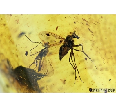 Dolichopodidae, Long-legged fly and Wasp, Hymenoptera. Fossil insects in Baltic amber #7120