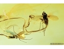 Biting midge Ceratopogonidae with Mite Acari, Dolichopodidae Long-legged fly and Chironomidae True midges. Fossil insects in Baltic amber #7121